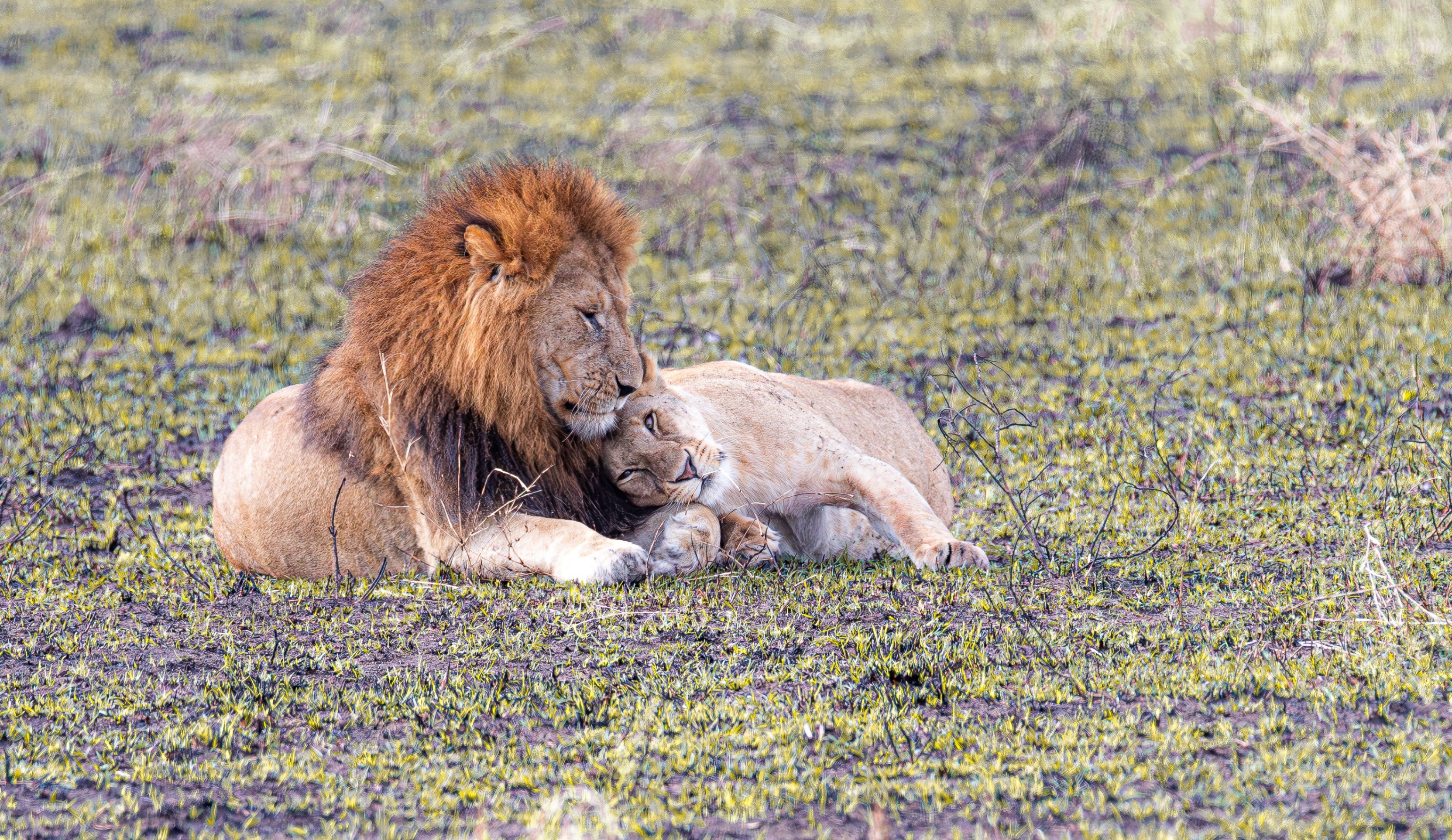 Loving Lion couple